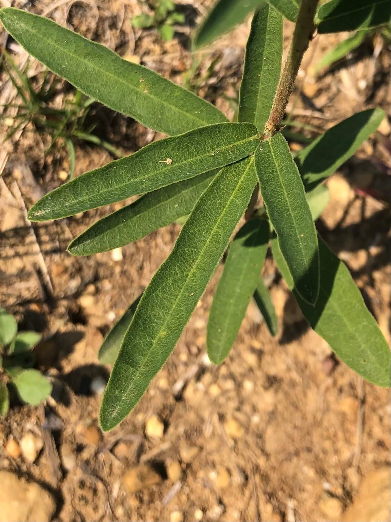 Desmodium cinereum